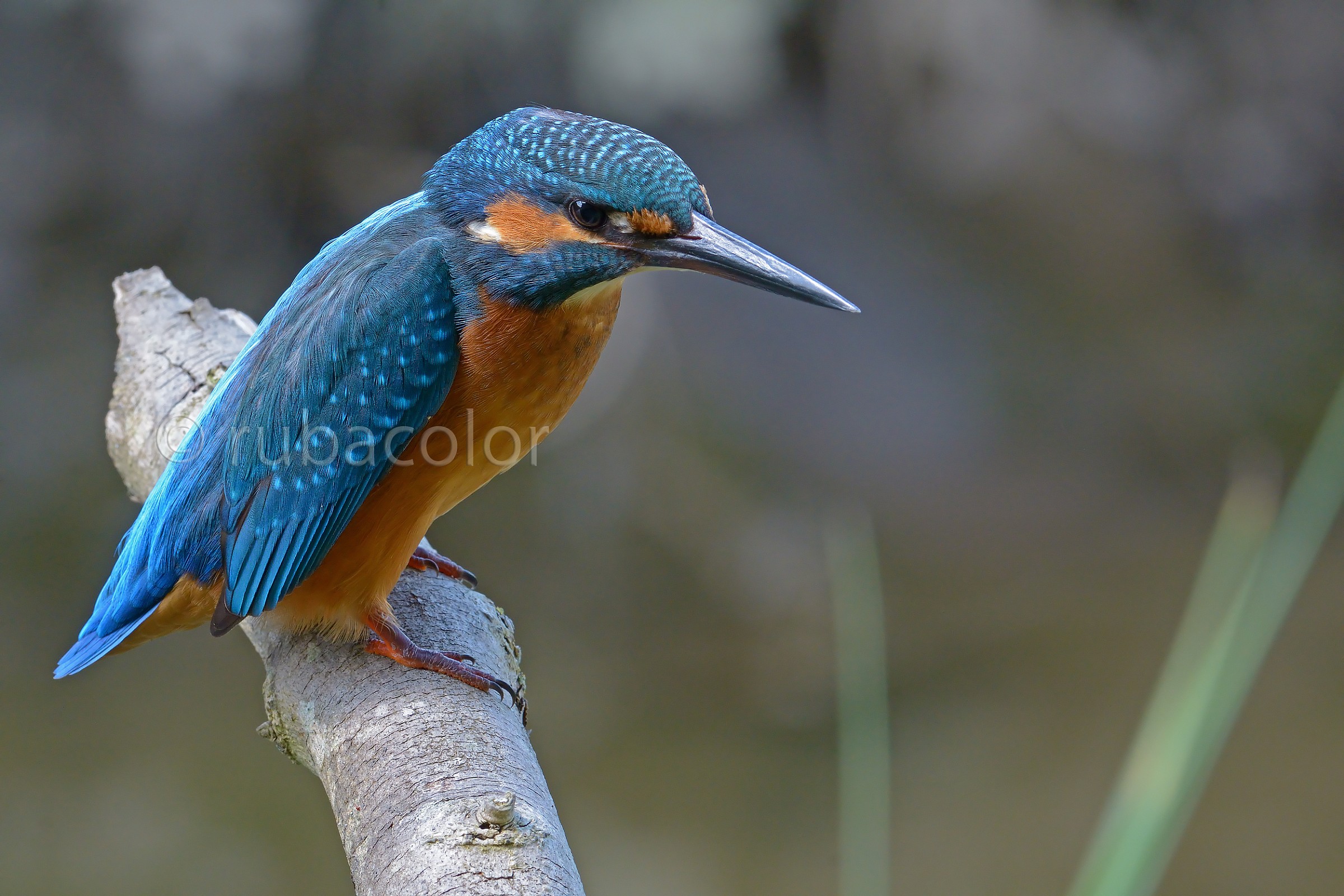 Un martino che bussa al monitor