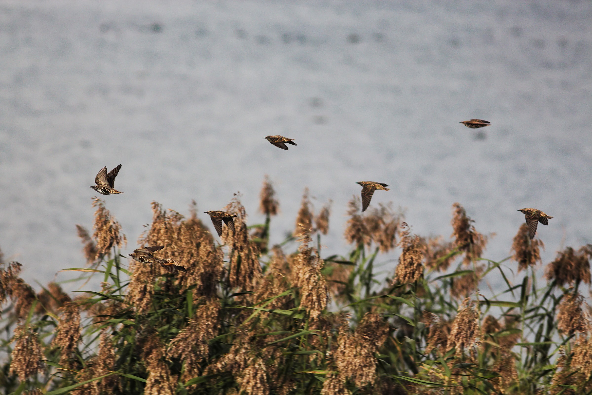 Stormi di uccelli neri