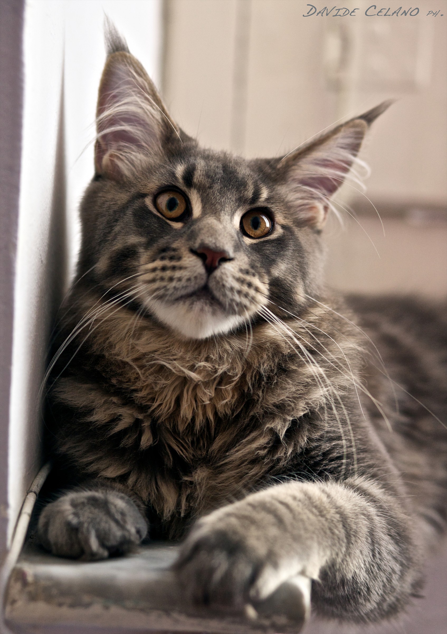 La mia piccola Lince