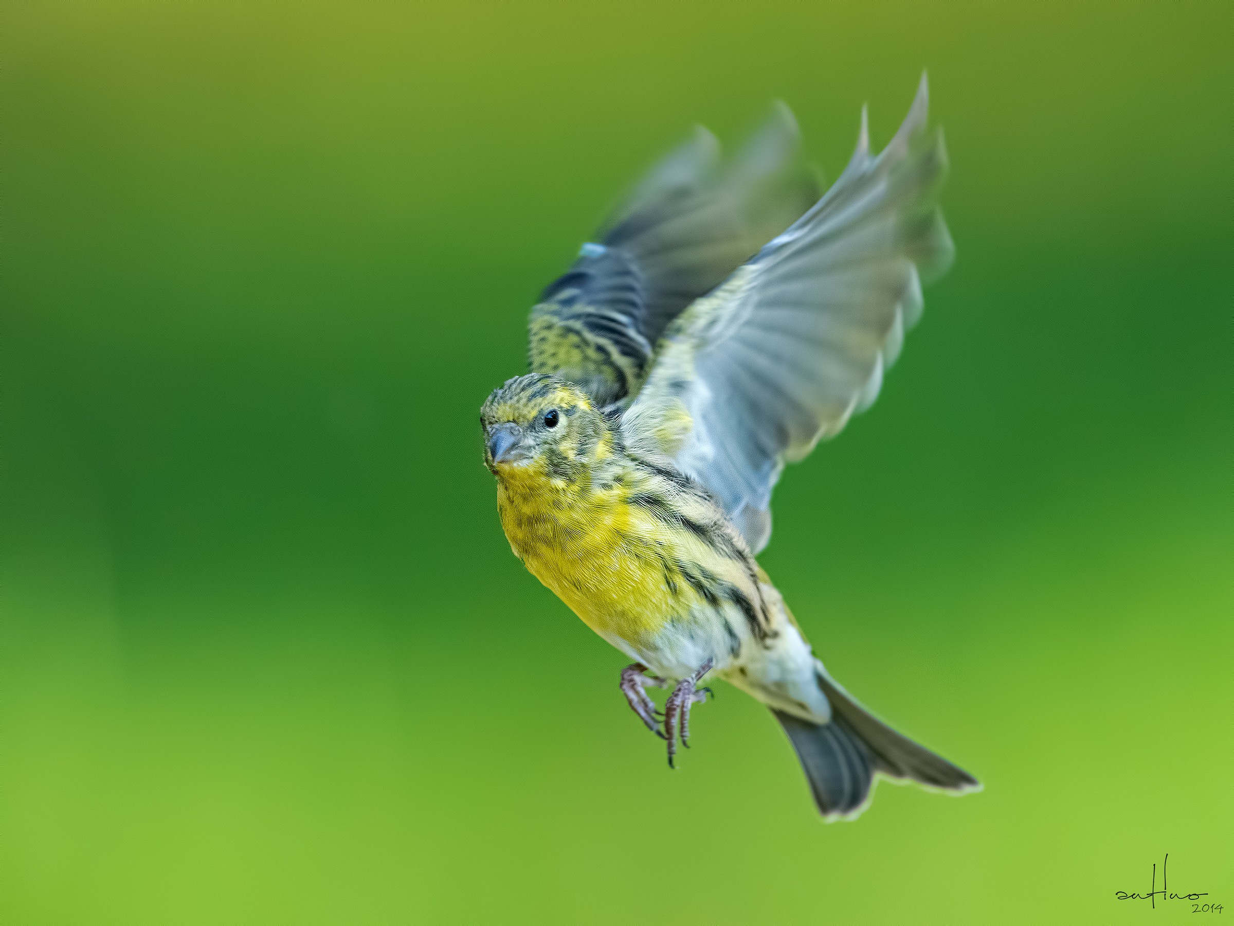 Serin in flight