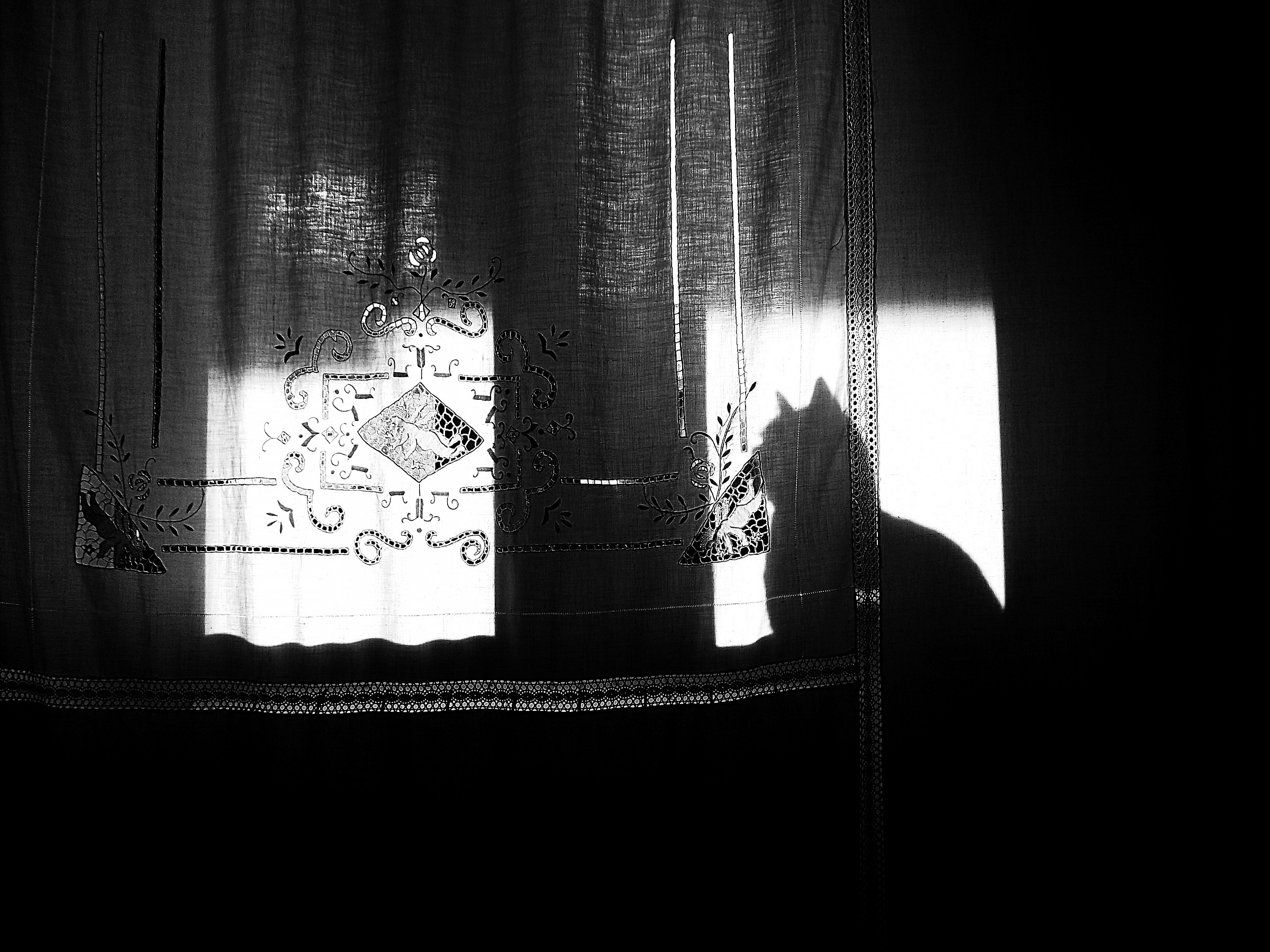 l'ombra di un felino