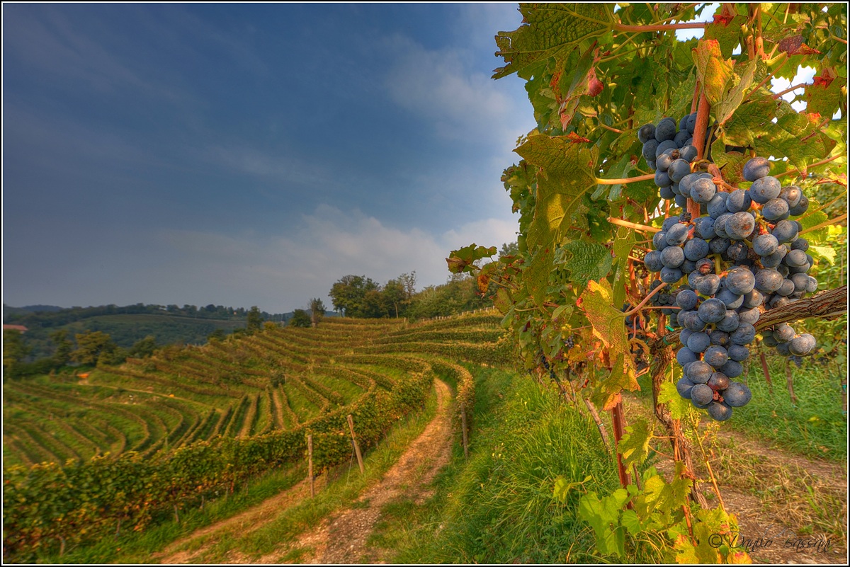 e' tempo di Vendemmia.....