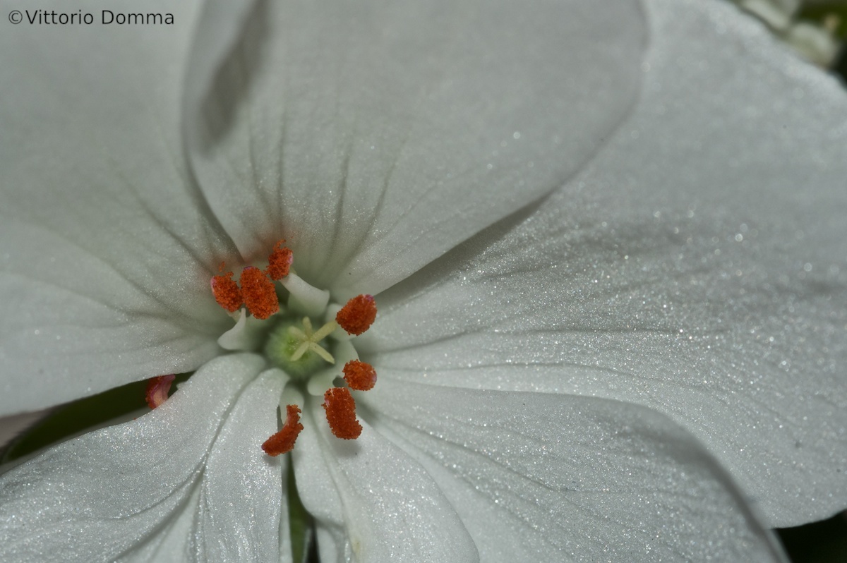 Pelargonuim White