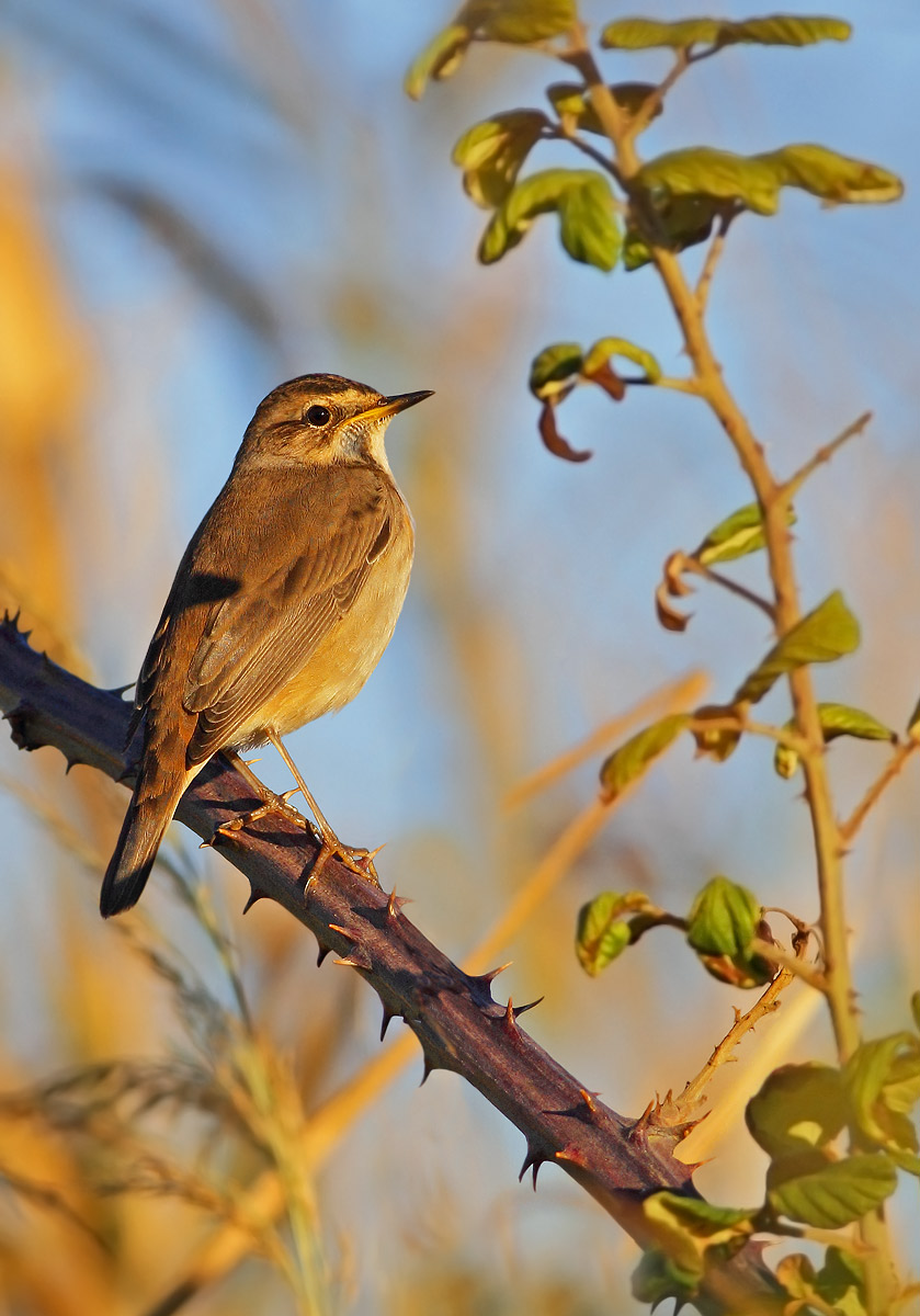 Bluethroat
