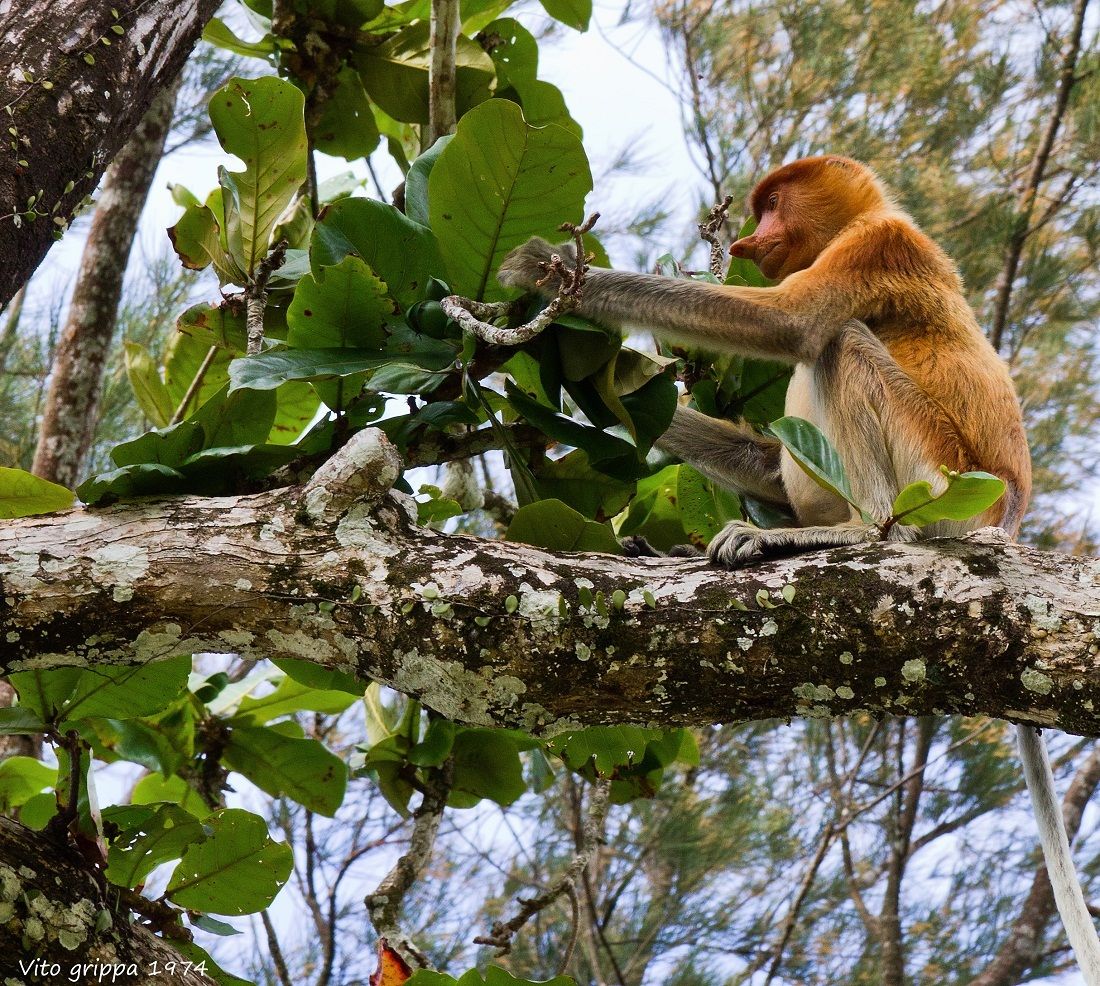 Scimmia dalla proboscite Bako Reserve (Sarawak Borneo )