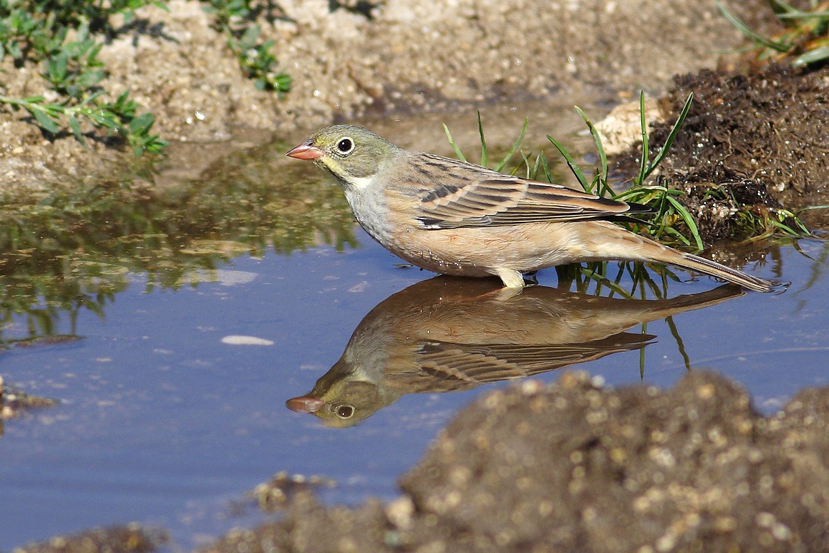 ortolano con riflesso