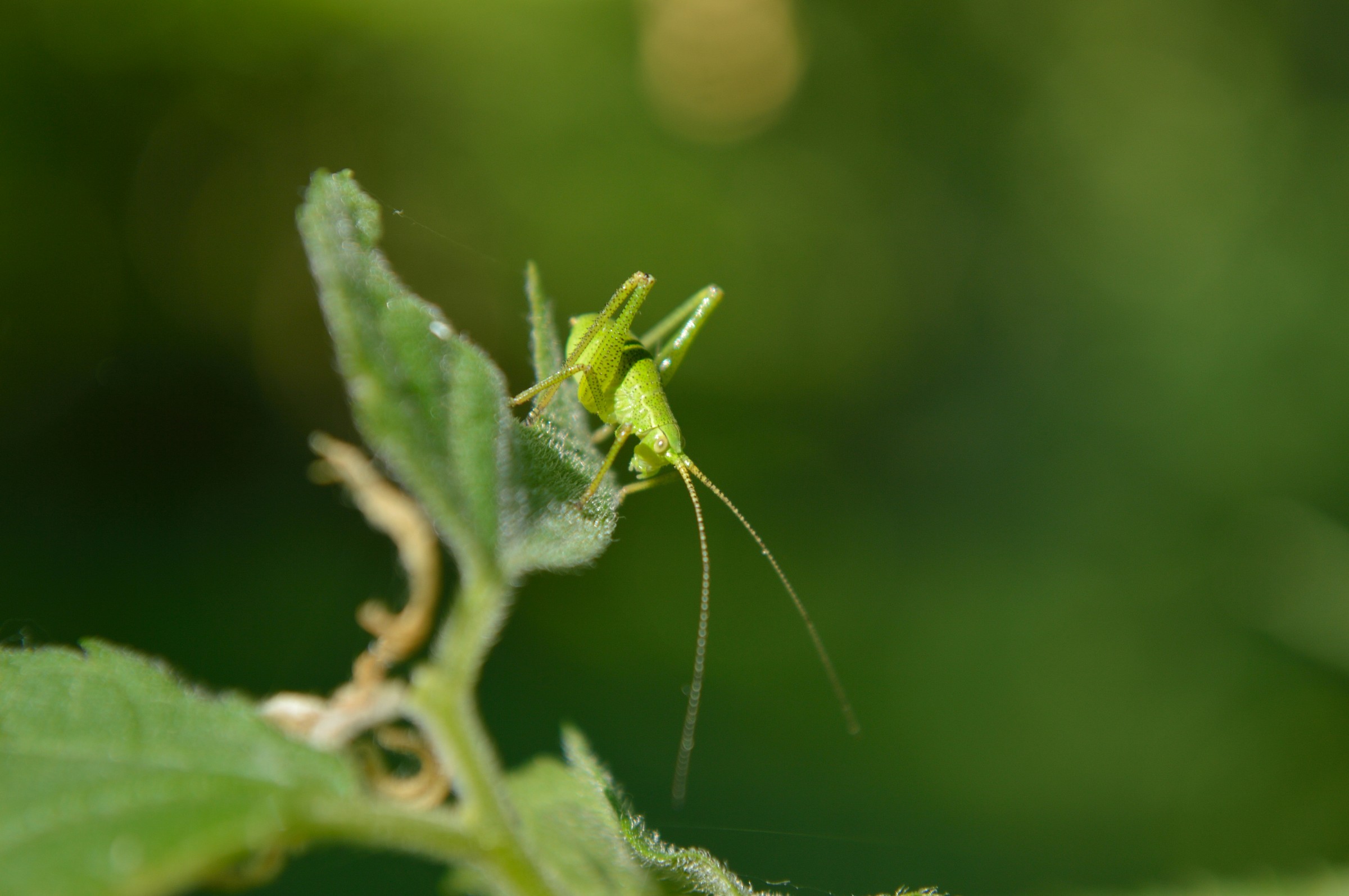 orthopterous