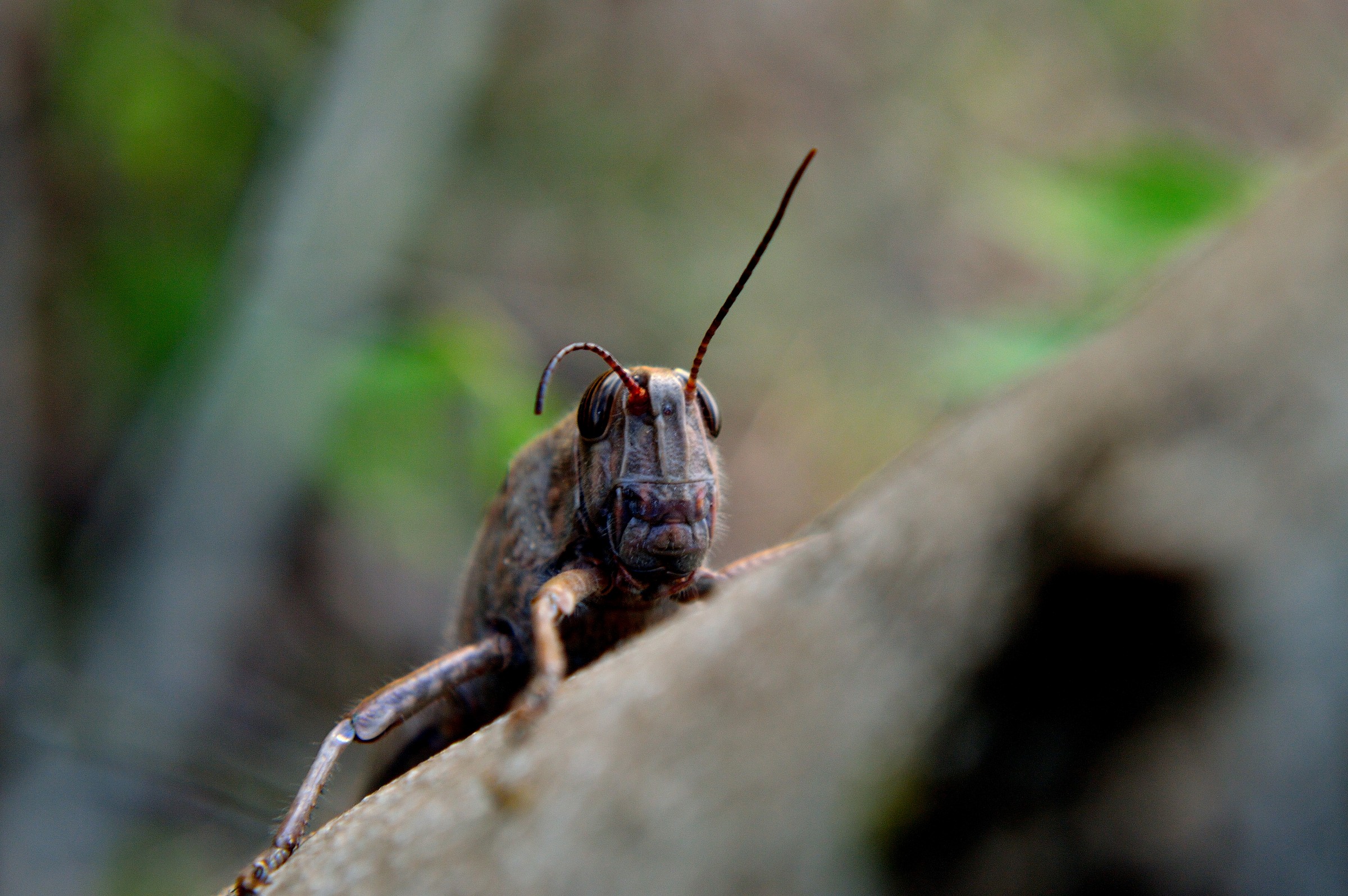 grasshopper (orthopteran)