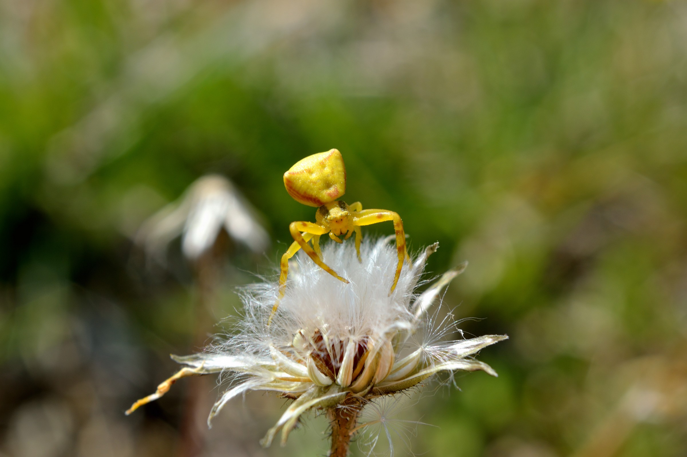 yellow crab spider