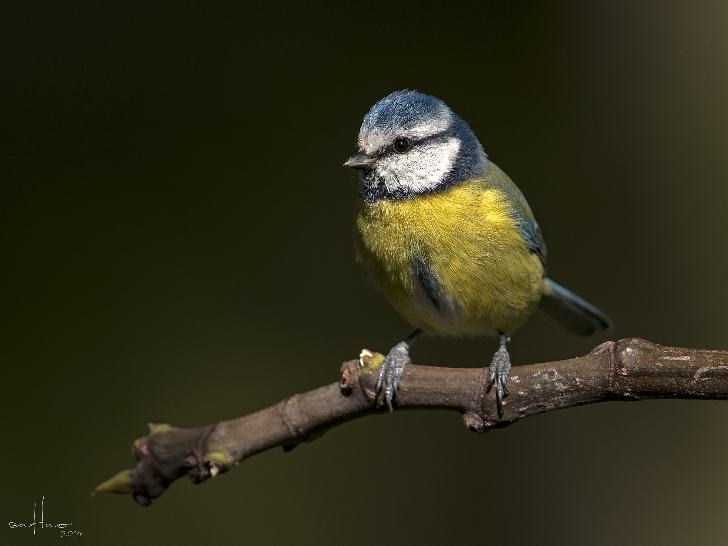 A blue tit