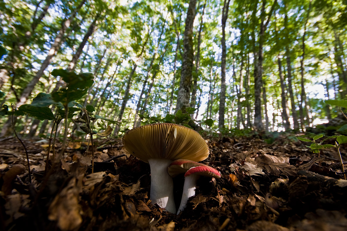 mushrooms in the forest