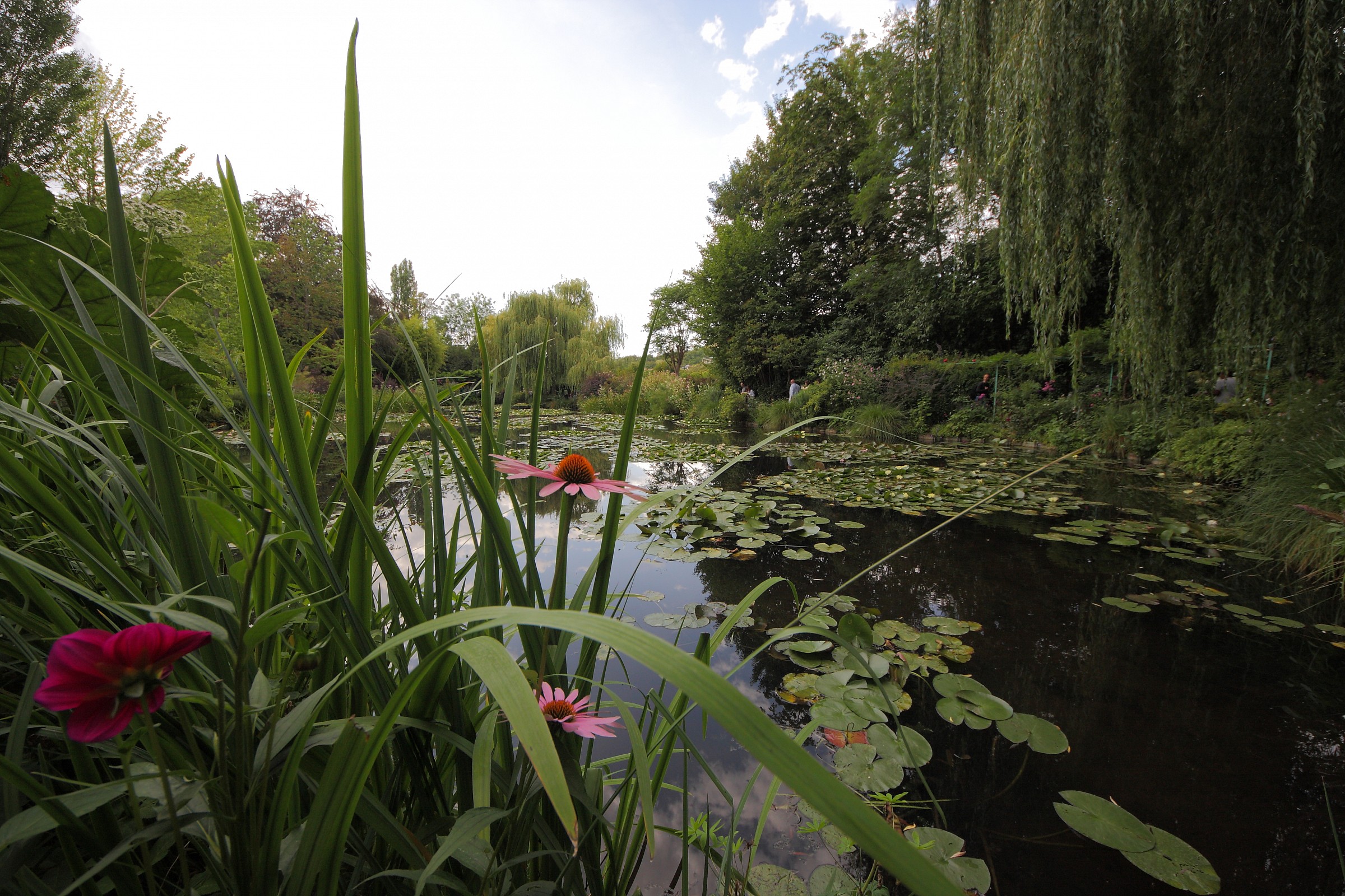 Il giardino delle ninfee di Monet
