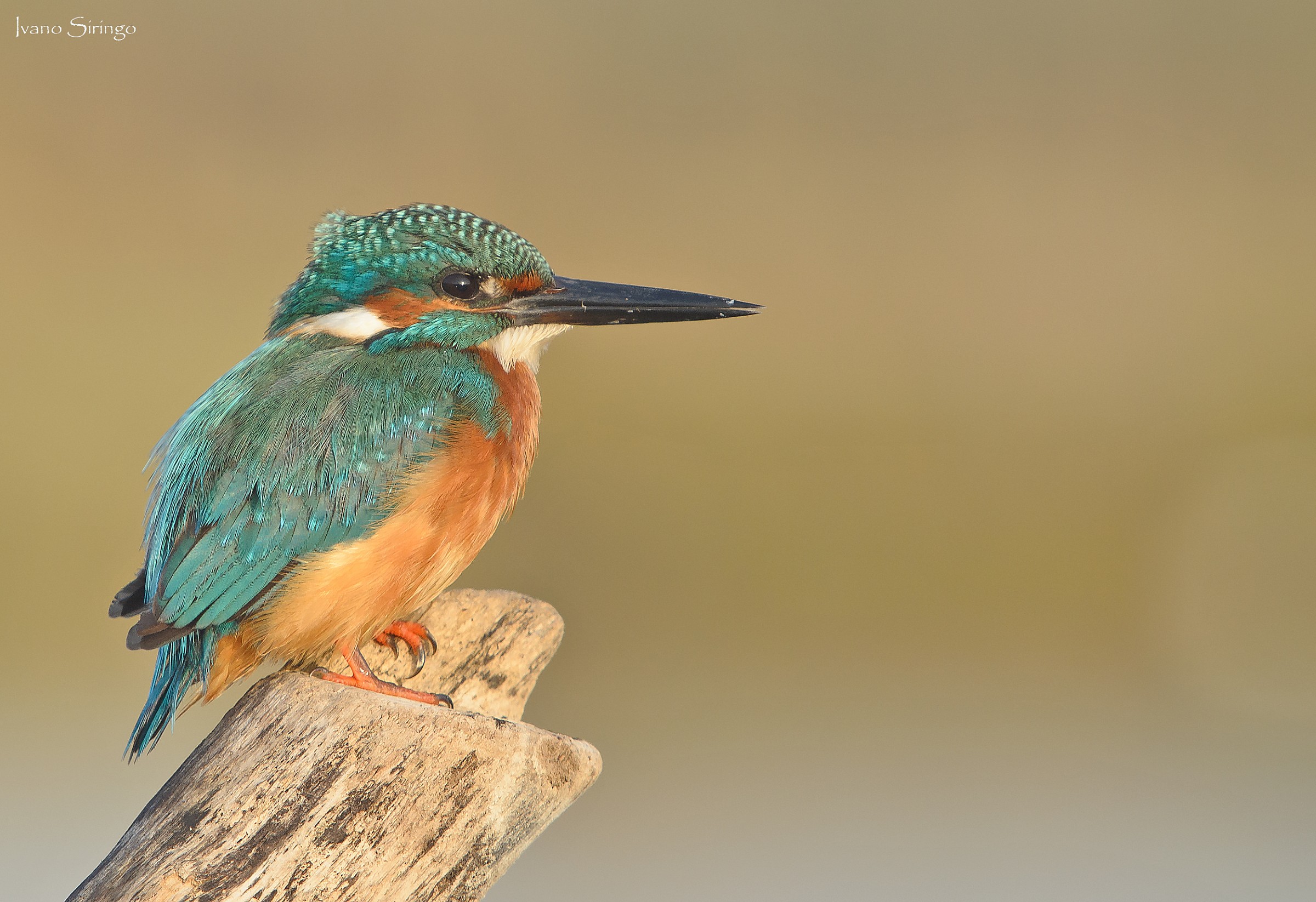 Martino male done at dawn