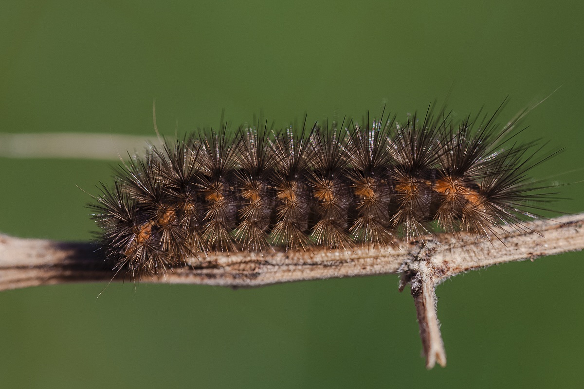 Caterpillar Euplagia quadripunctata