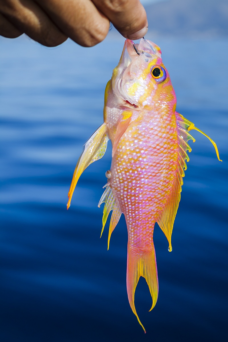 Pesciolino Multicolor ...