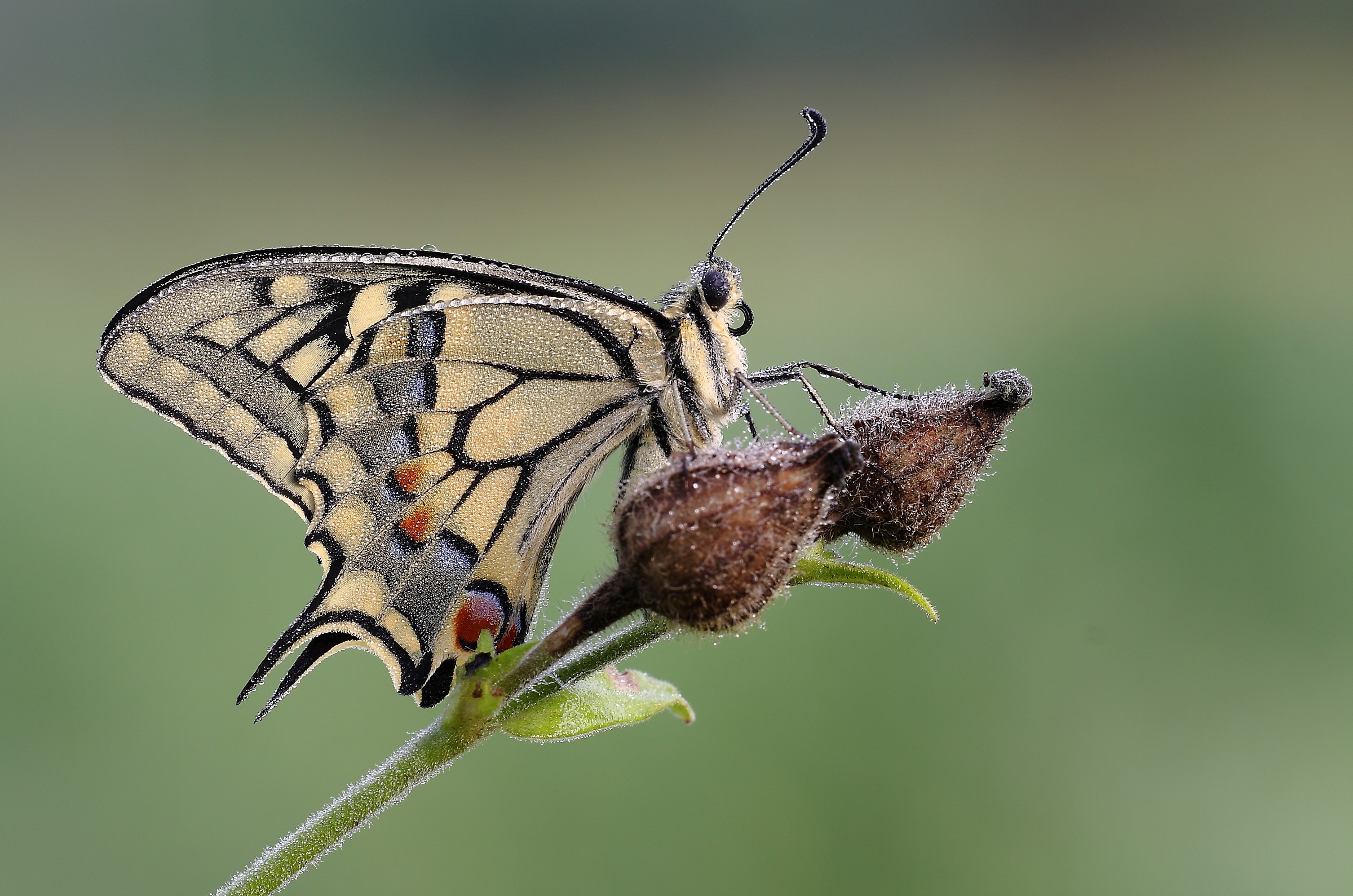 Machaon