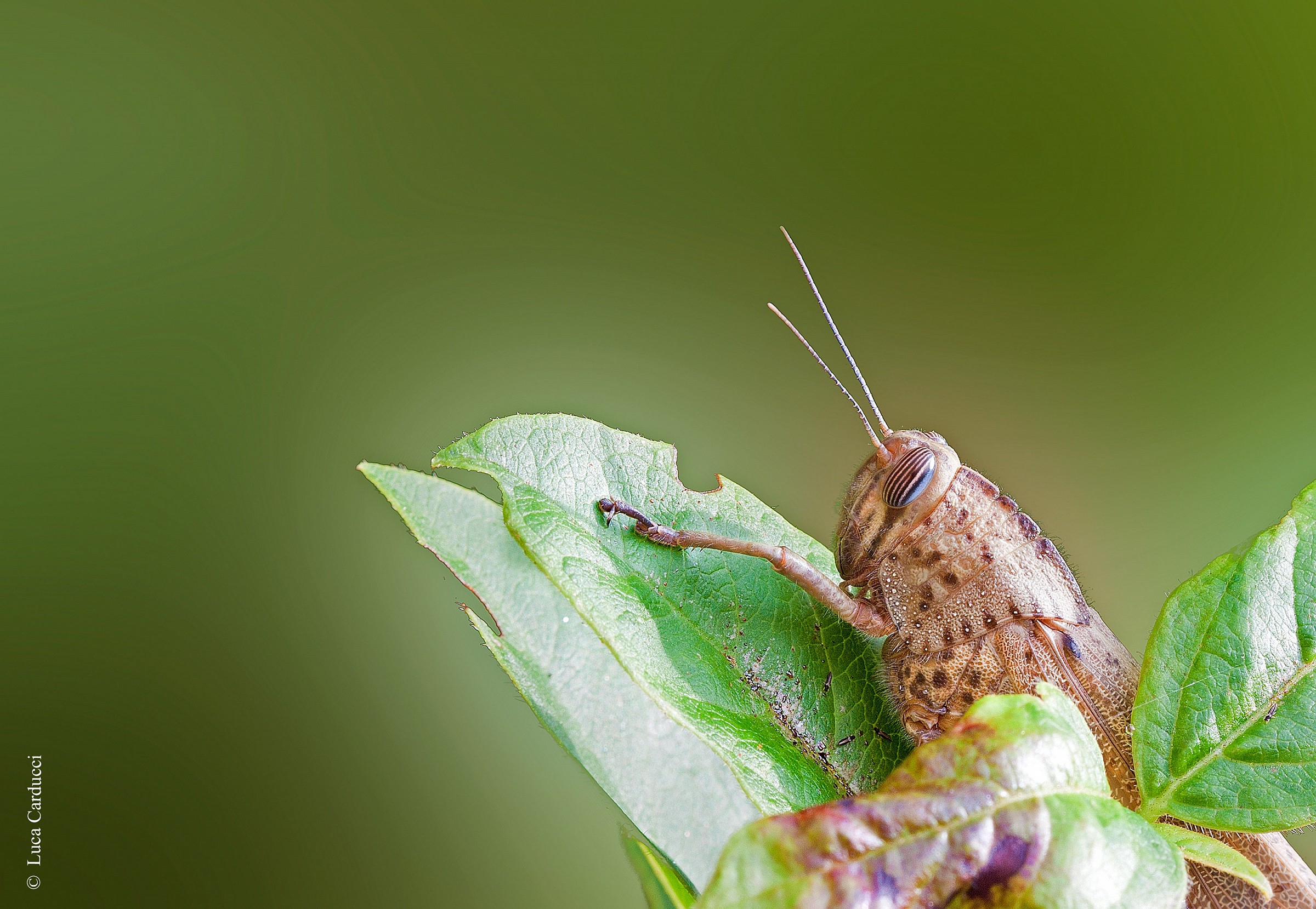 Calliptamus italicus