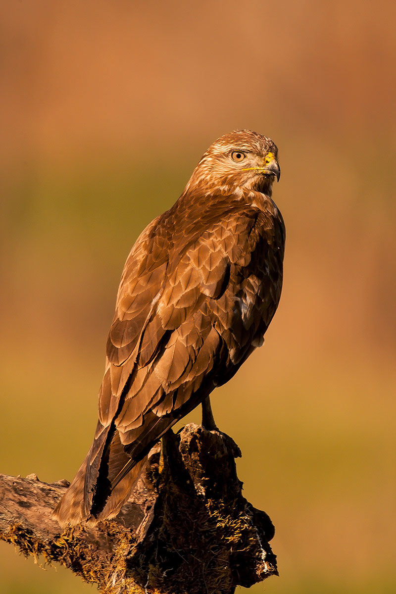 Buzzard