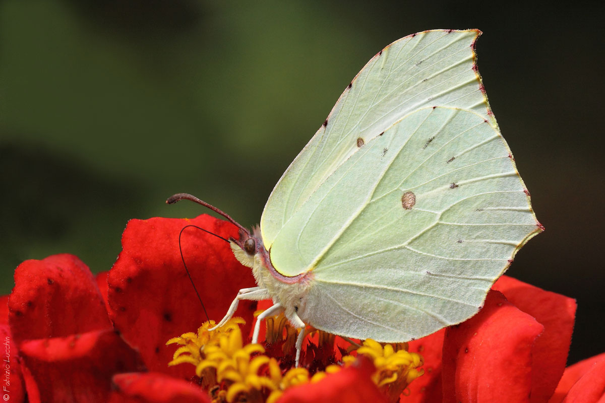 Gonepteryx rhamni - Cedronella (esemplare femmina)