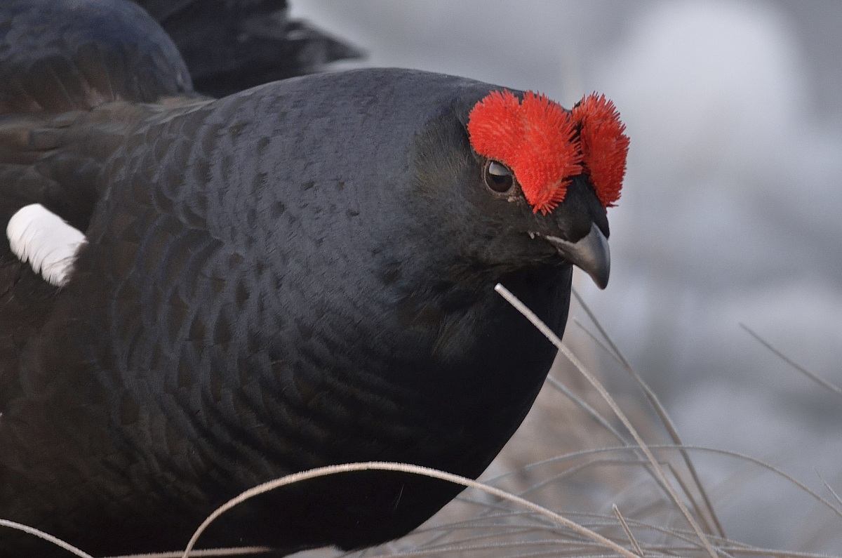 Ritratto di forcello