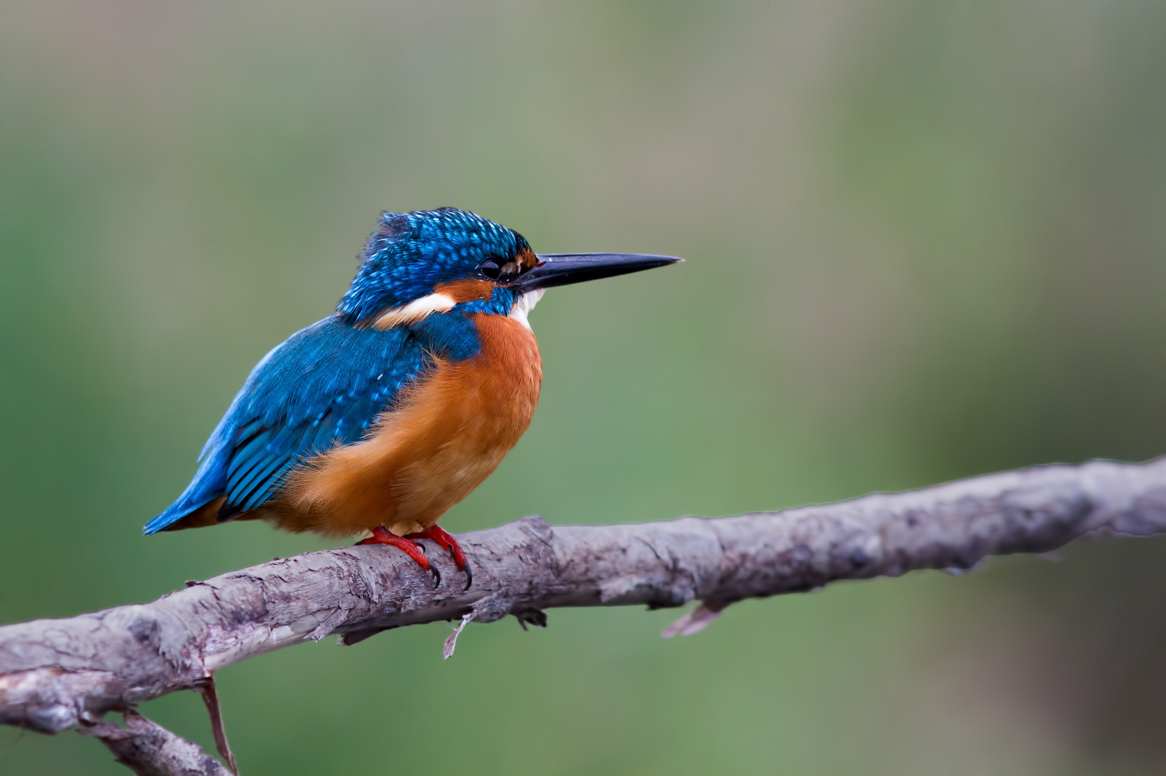 Kingfisher