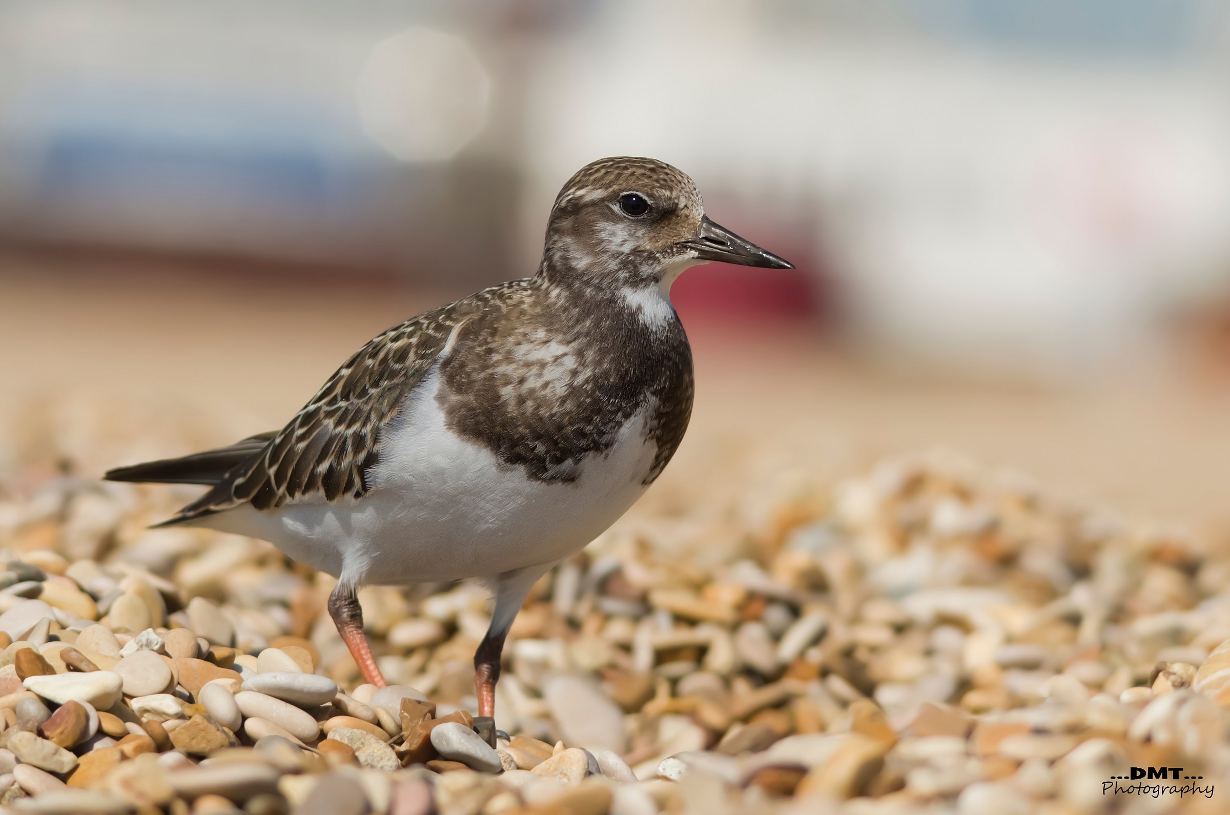 Turnstone