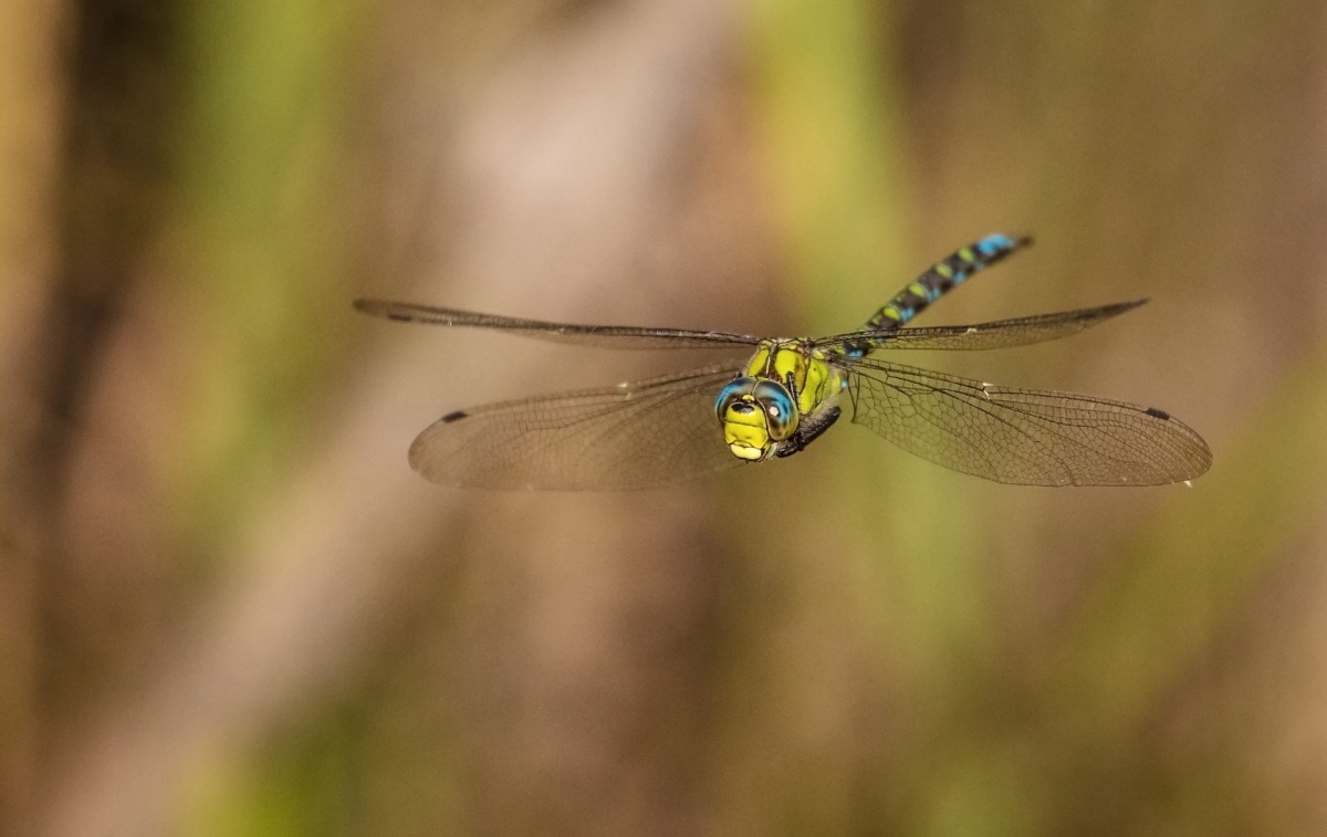 Dragonfly in flight