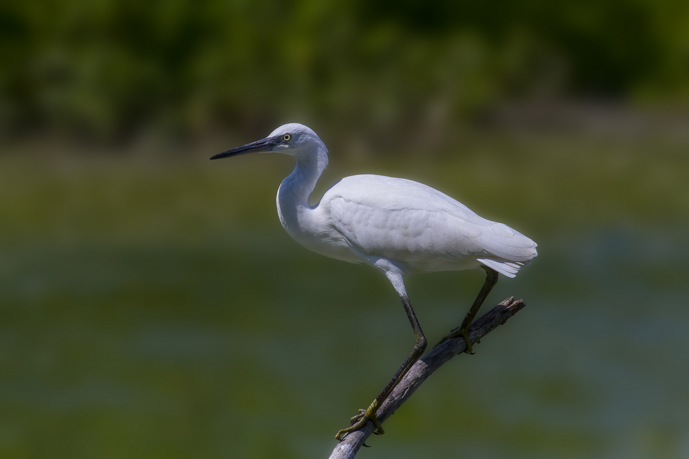 garzetta egretta