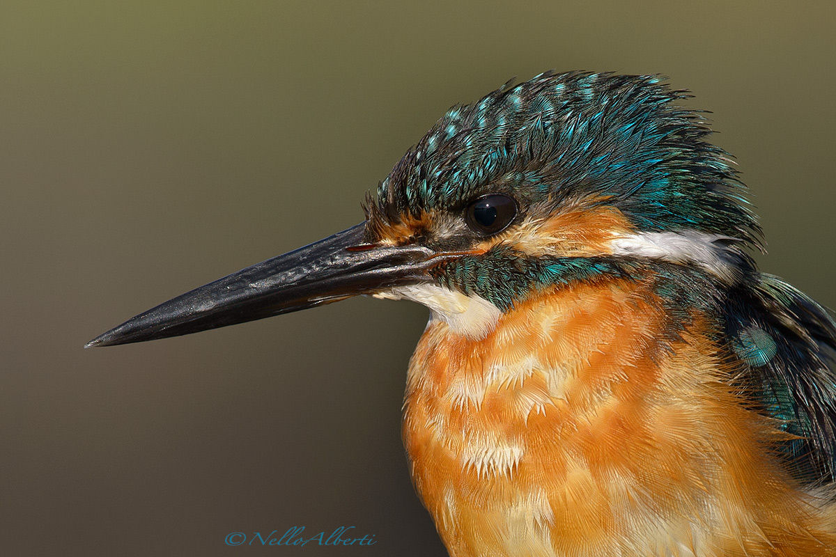 martino classic clipping