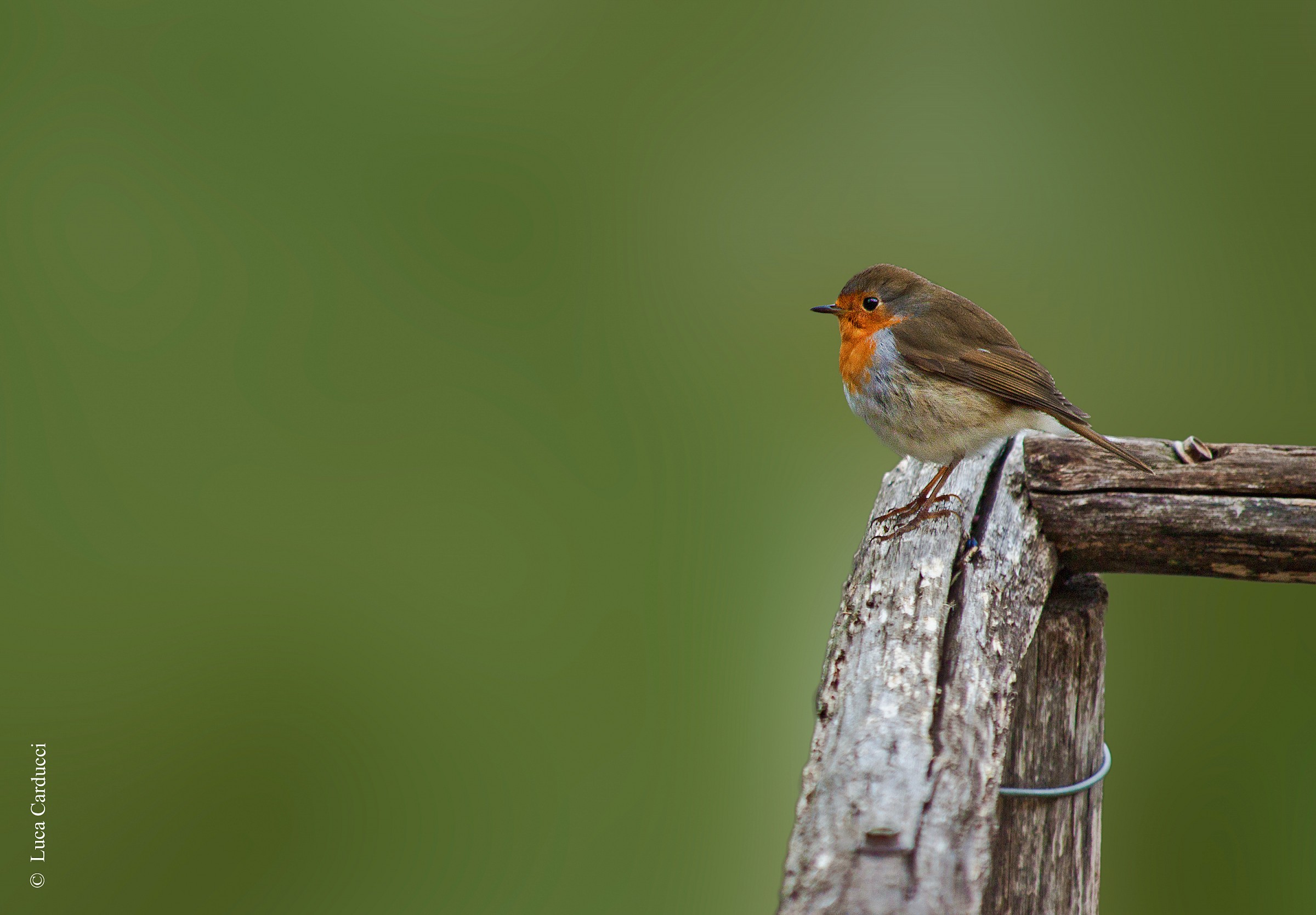 Erithacus rubecula