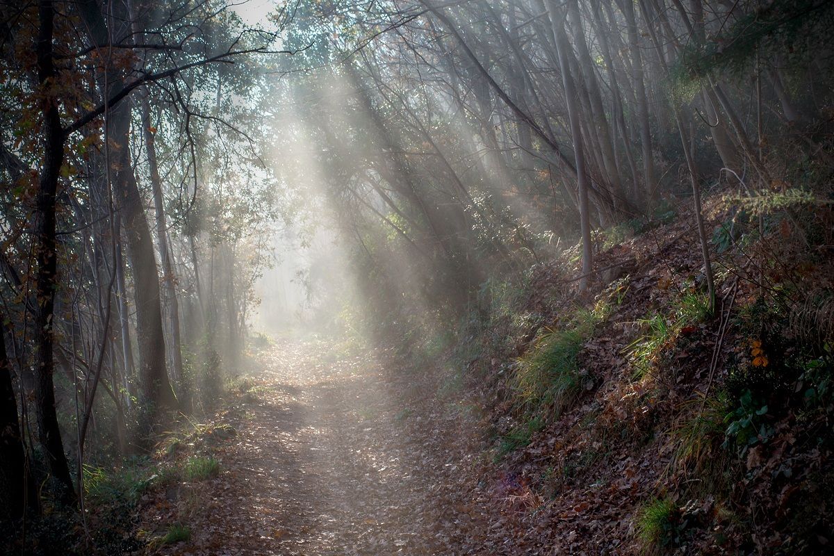 In the forest of desires