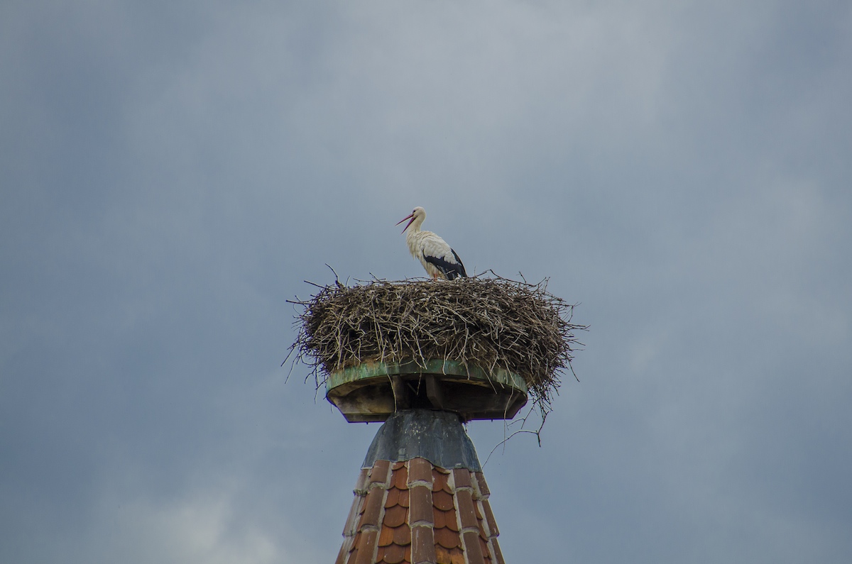 Cicogna a Ribeauville