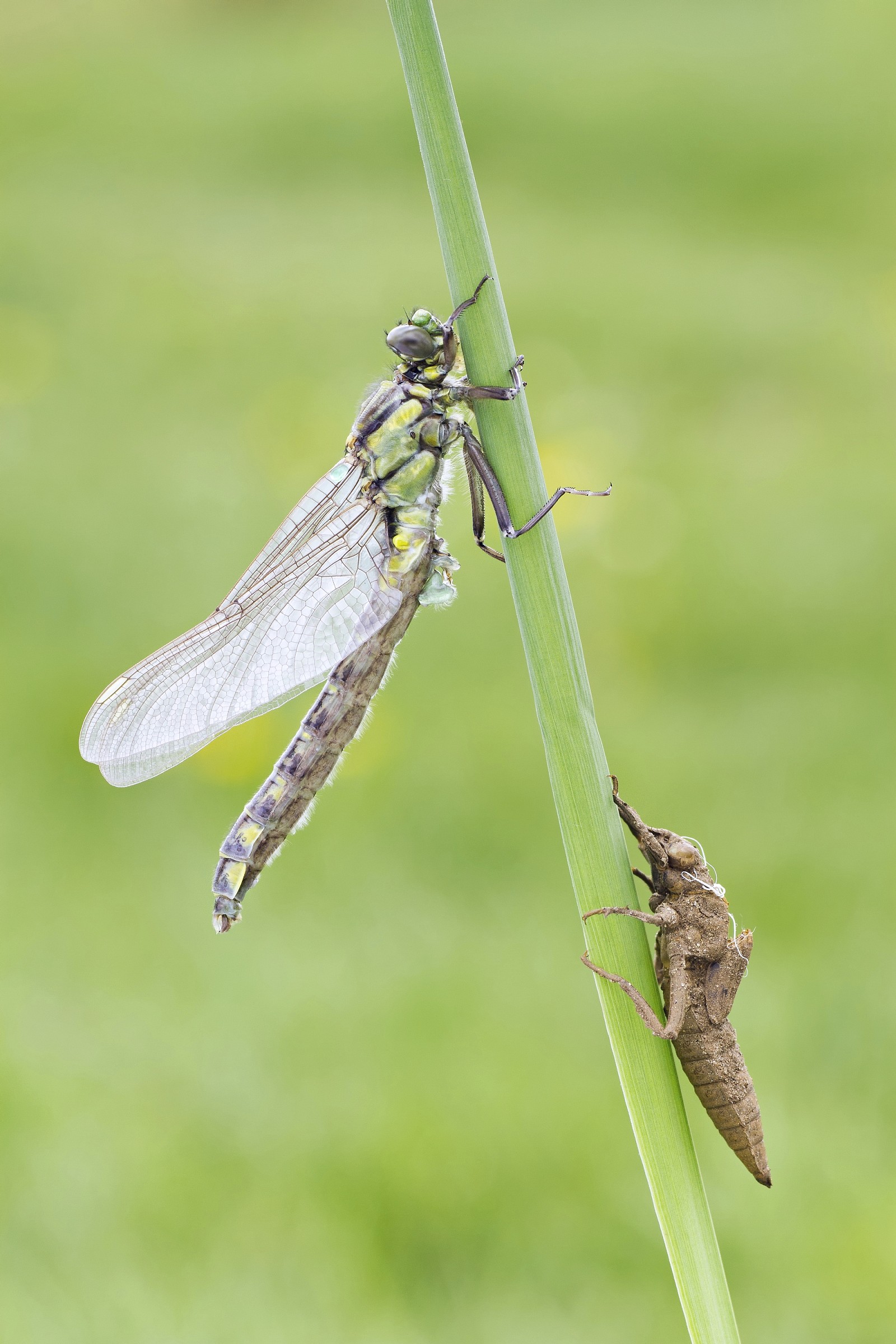 Gomphus vulgatissimus