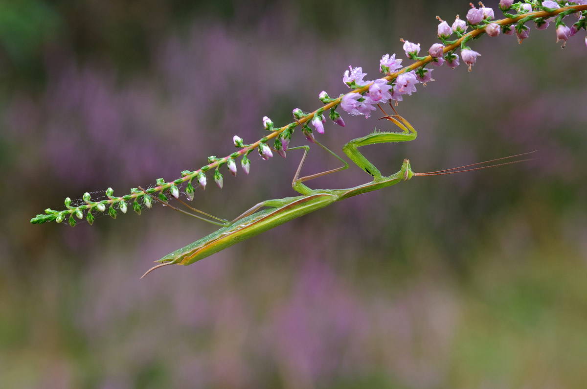 Among the heather