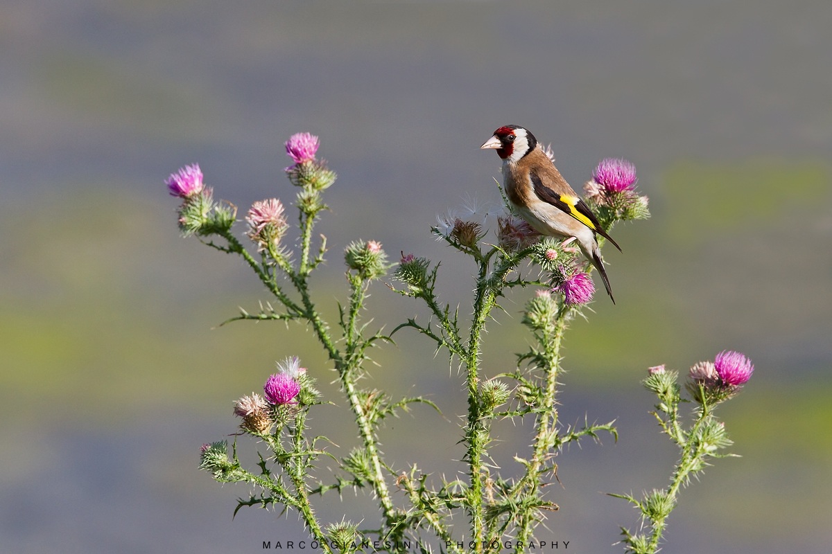 Goldfinch