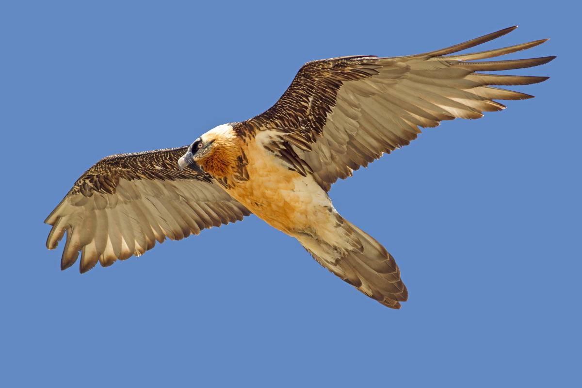 Gipeto, Parco del Gran Paradiso