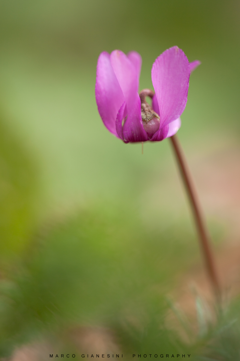 Cyclamen