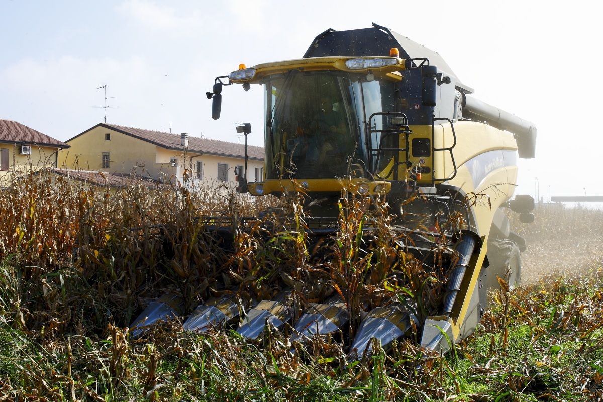threshing of corn