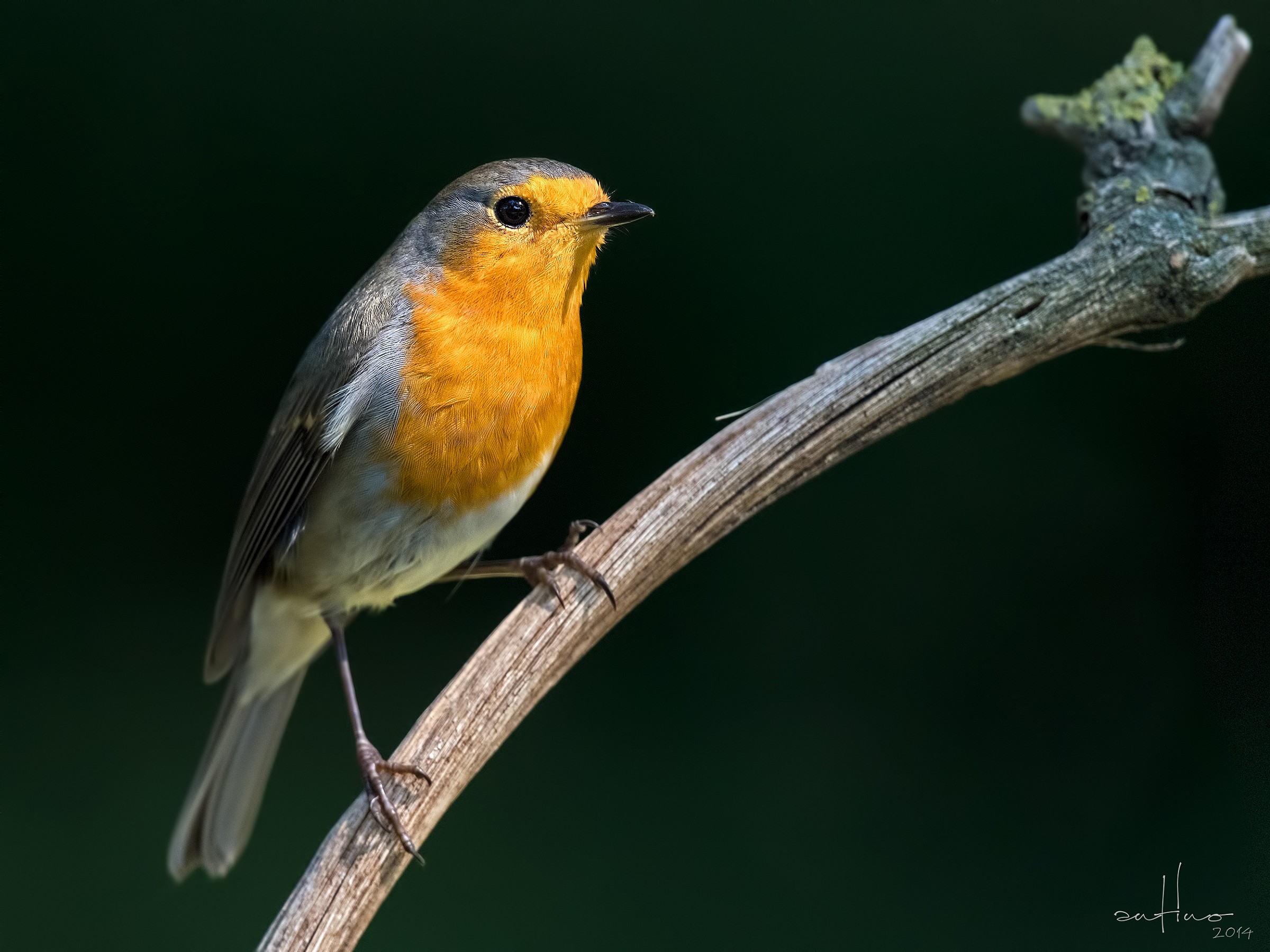 A robin