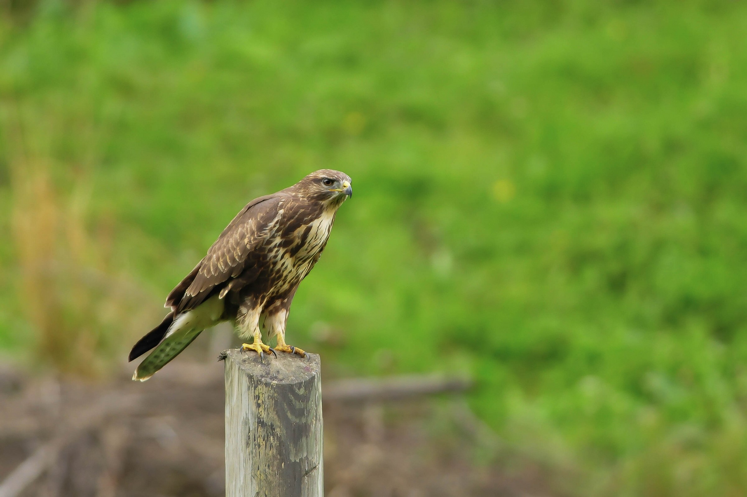 Poiana (fase chiara)