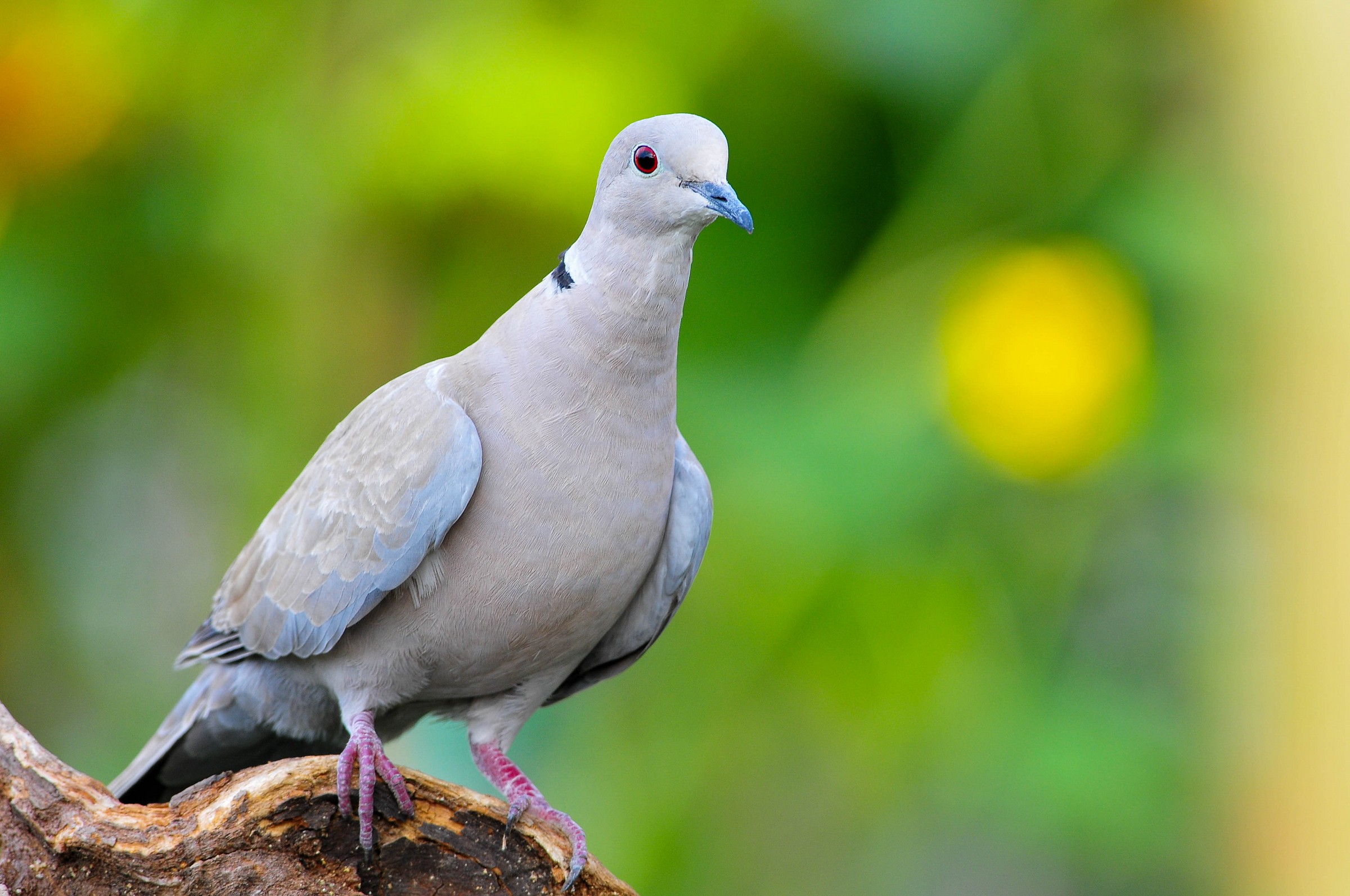 Collared Dove