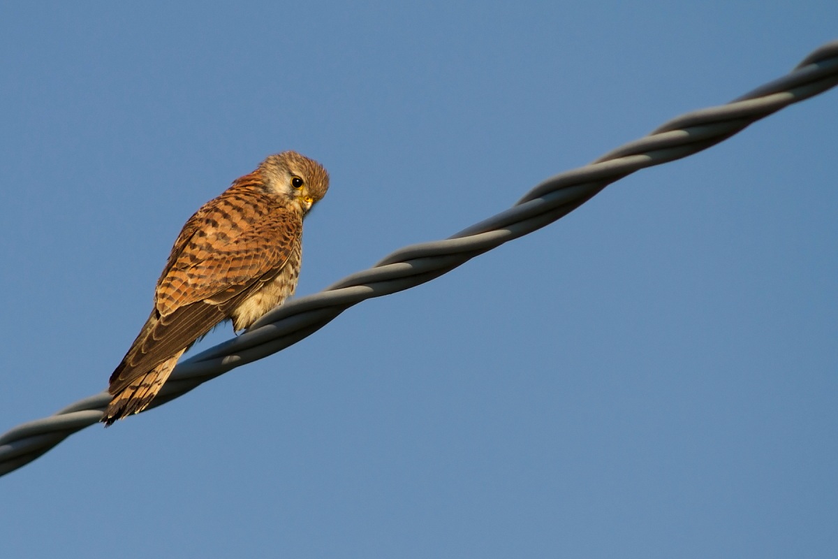 Kestrel