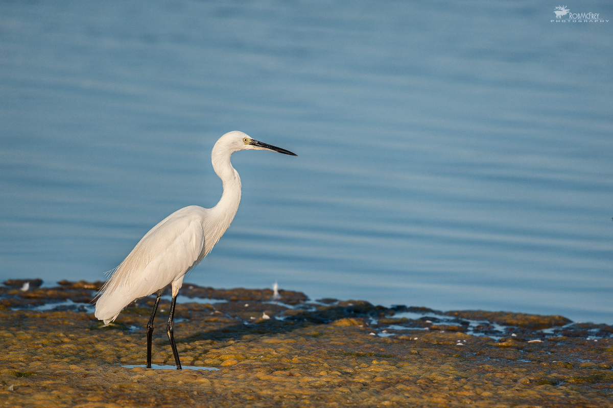 Egret