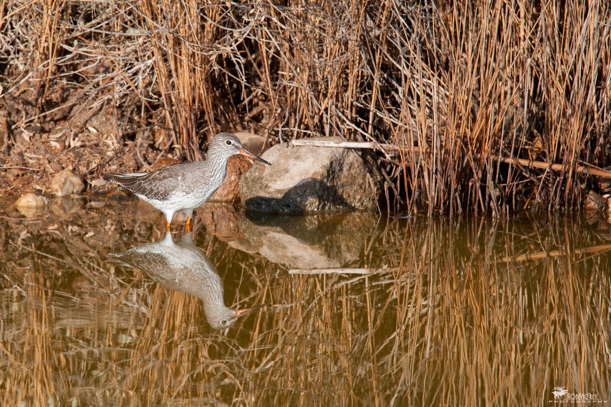 Redshank