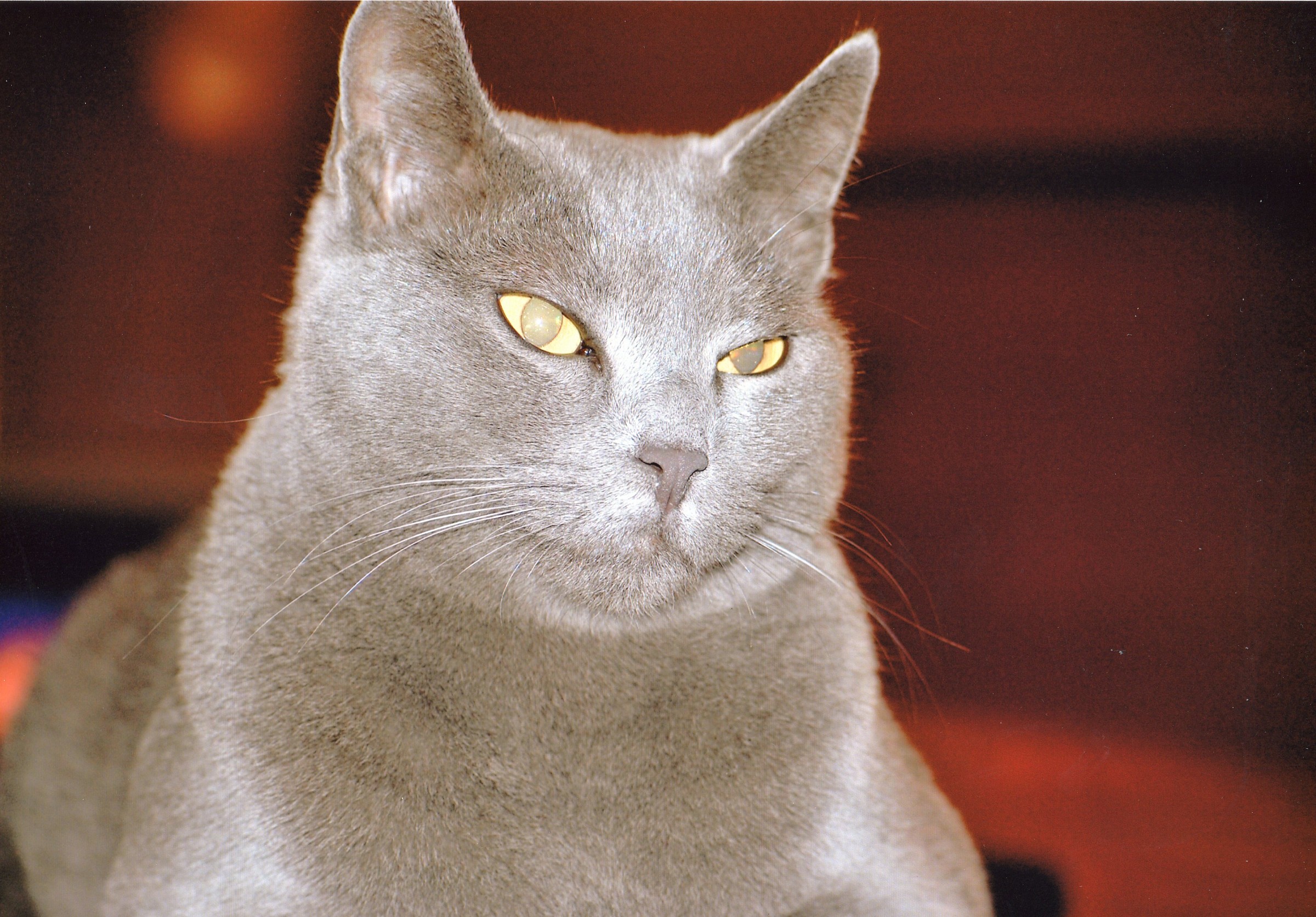 Chartreux cat.