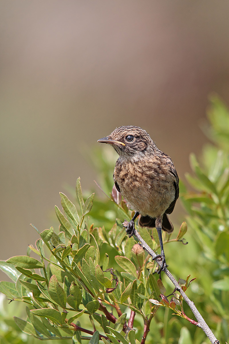Stonechat