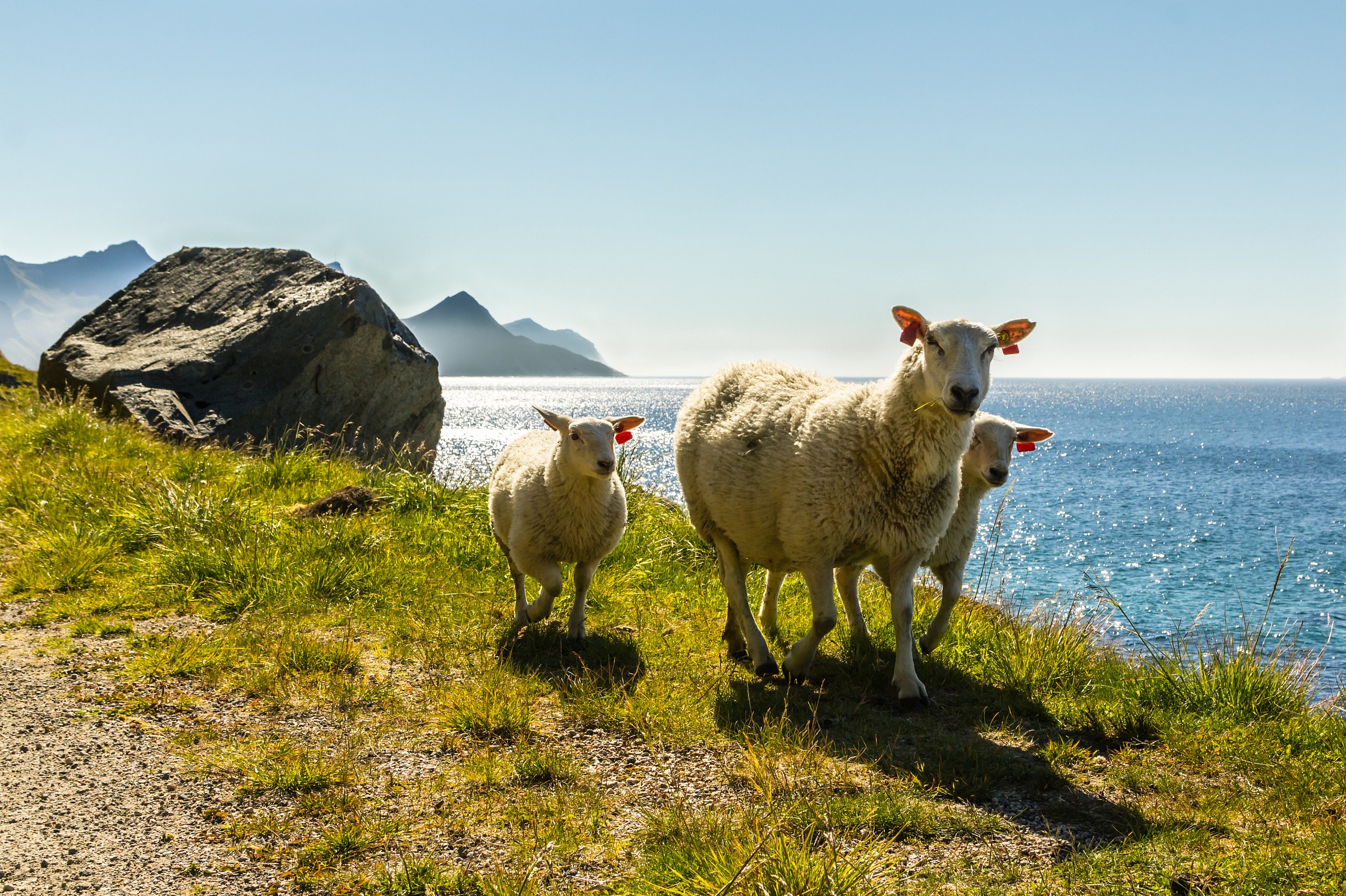 Strolling norwegian sheeps