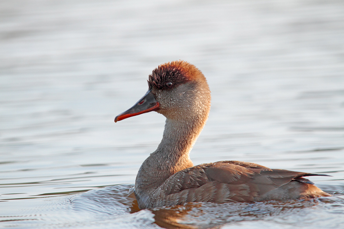 Turkish Pochard (female)