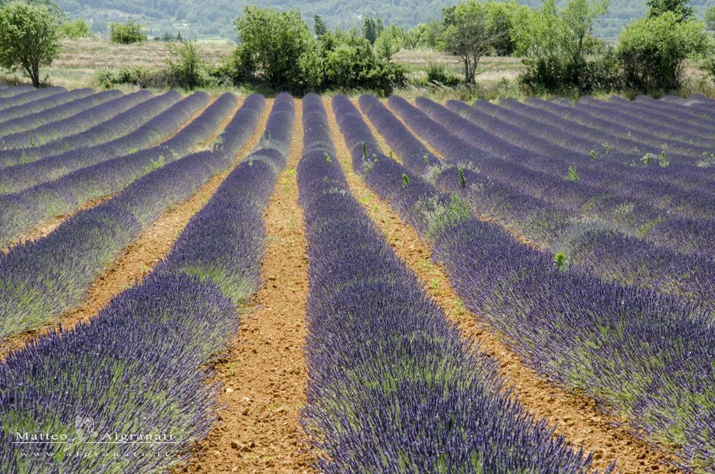 Lavender 2013