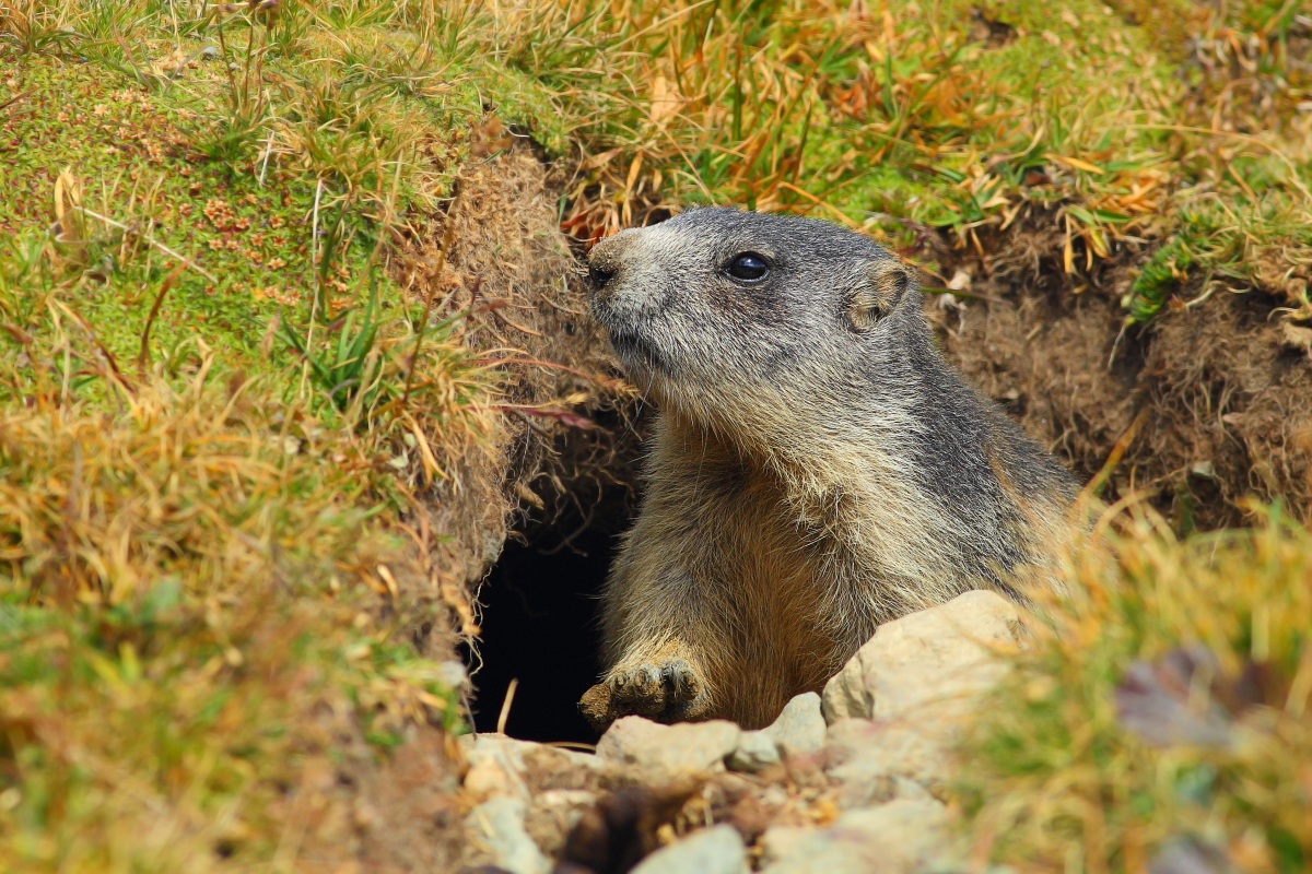 Marmotta juv